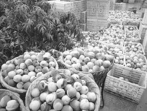 生態(tài)種養(yǎng)并舉，平武農(nóng)產(chǎn)品走俏市場(chǎng)