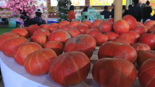 豐收節(jié)慶展新篇 樂都特色農(nóng)產(chǎn)品閃耀河湟展交會(huì)